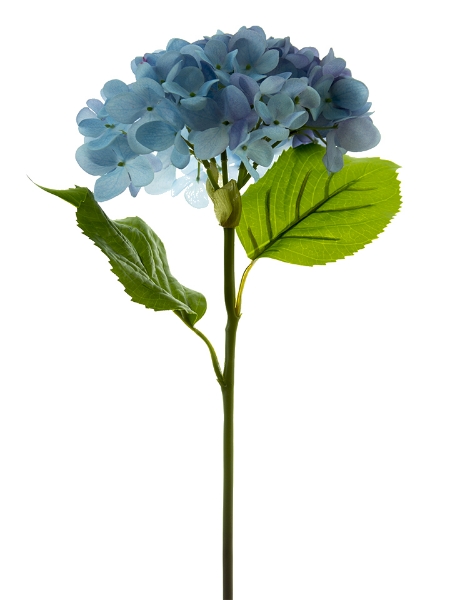 Picture of 21" MOPHEAD HYDRANGEA