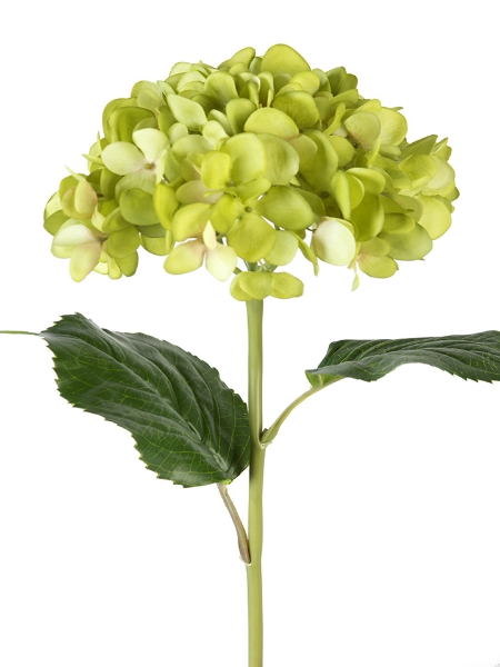 Picture of 21" MOPHEAD HYDRANGEA