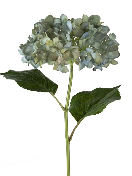 Picture of 21" MOPHEAD HYDRANGEA