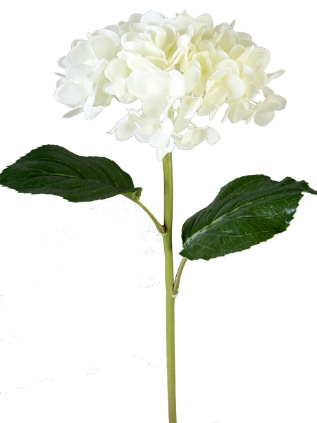 Picture of 21" MOPHEAD HYDRANGEA