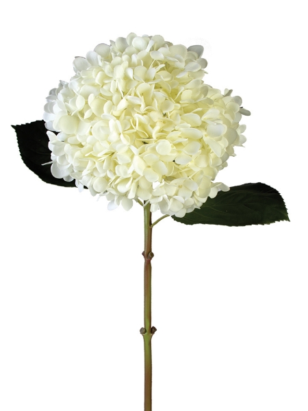 Picture of 28" COL MOPHEAD HYDRANGEA STEM