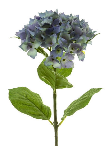 Picture of 28" MOPHEAD HYDRANGEA