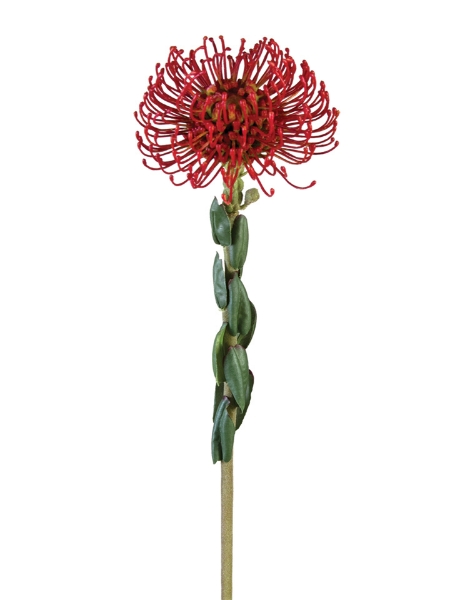 Picture of 25" PROTEA PINCUSHION L.