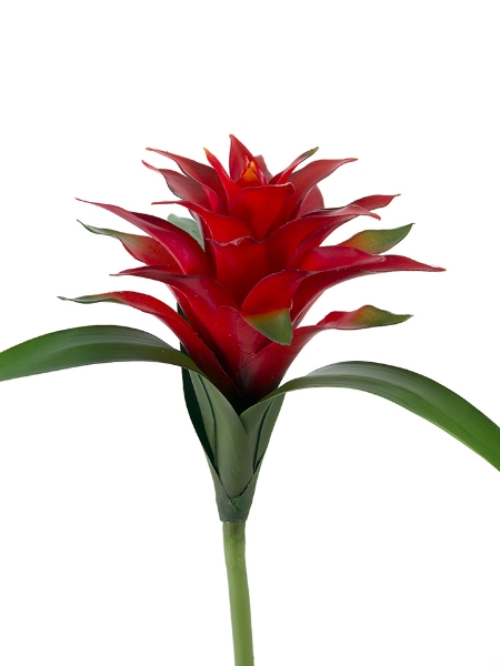 Picture of 17"MINI BROMELIAD SCARLET STAR