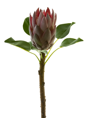 Picture of 28" KING PROTEA