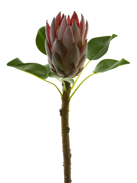 Picture of 28" KING PROTEA S