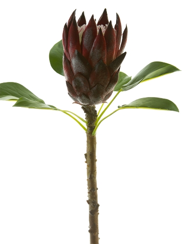 Picture of 28" KING PROTEA