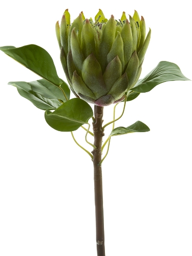 Picture of 26" KING PROTEA