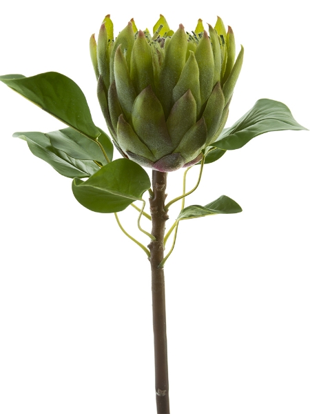 Picture of 26" KING PROTEA L