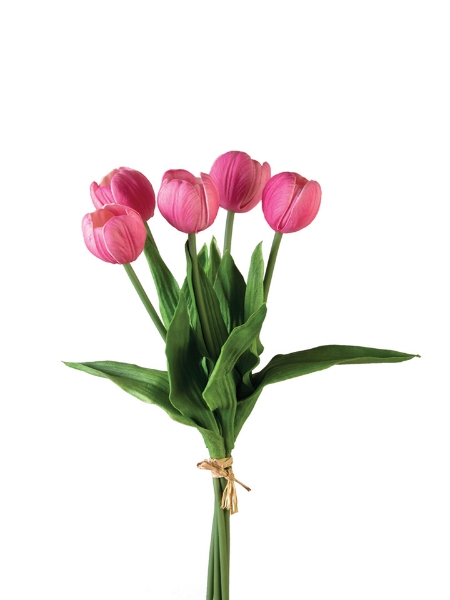 Picture of 17" TULIP STEM X5