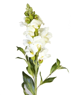 Picture of 21" SNAPDRAGON