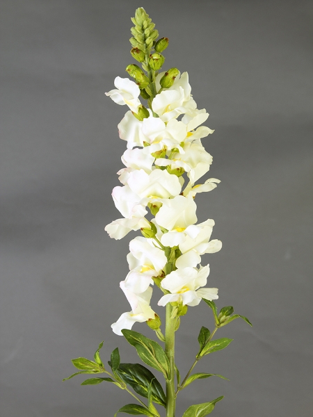 Picture of 35" SNAPDRAGON