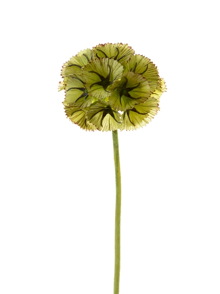 Picture of 22" SCABIOSA BALL S.