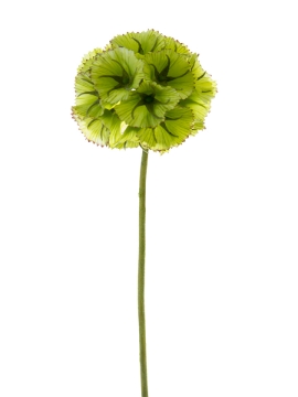 Picture of 22" SMALL SCABIOSA BALL
