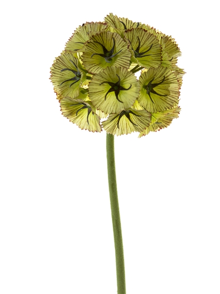 Picture of 24" SCABIOSA BALL L.