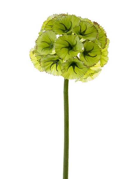 Picture of 24" SCABIOSA BALL L.