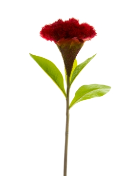 Picture of 22" SMALL COCKSCOMB STEM
