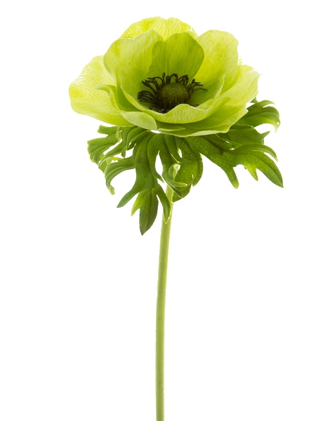 Picture of 22" POPPY ANEMONE STEM