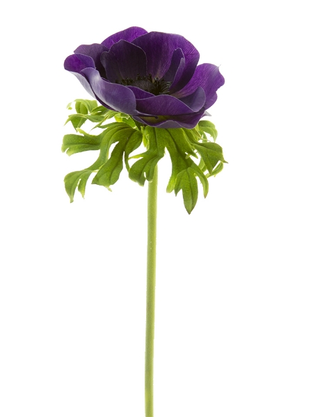 Picture of 22" POPPY ANEMONE STEM