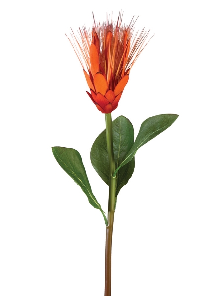 Picture of 24" STAR PROTEA