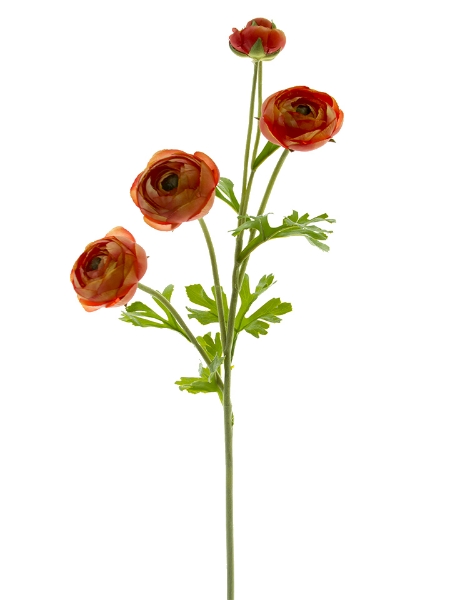 Picture of 31" RANUNCULUS 3 FL 2 BUD