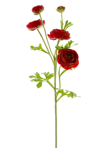 Picture of 31" RANUNCULUS STEM