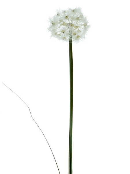 Picture of 30" MINI DANDELION