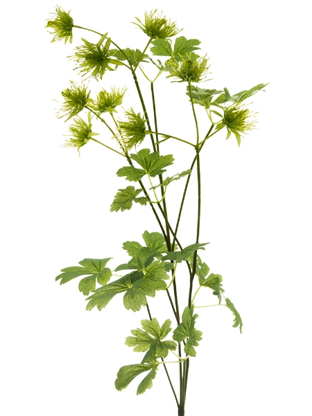 Picture of 30"MEADOW RUE STEM