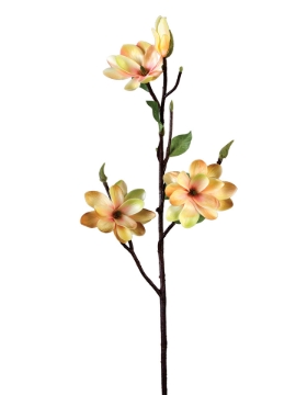 Picture of 29" MAGNOLIA STEM