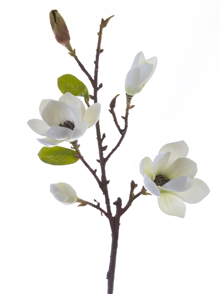 Picture of 34"MAGNOLIA TREE SPRAY