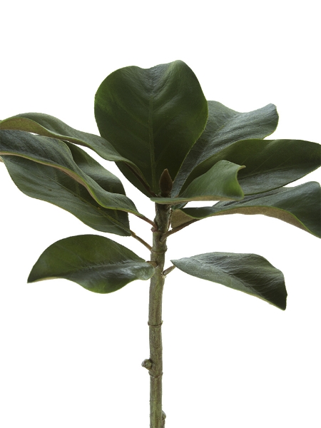 Picture of 15" MAGNOLIA LEAF PICK