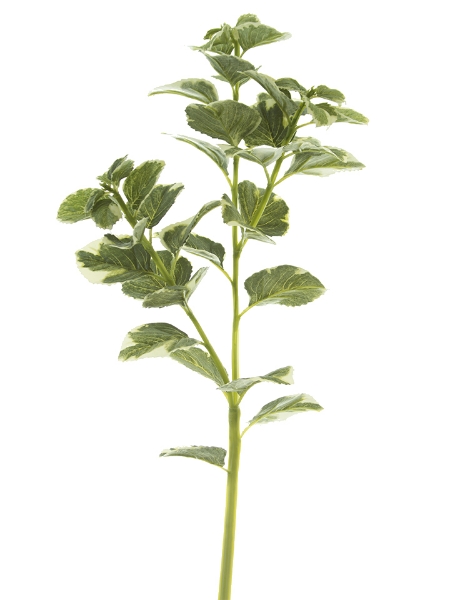 Picture of 31" OREGANO SPRAY