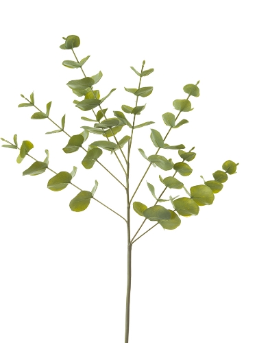 Picture of 27" SPIRAL EUCALYPTUS SPRAY