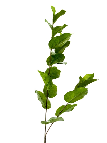 Picture of 45" SALAL LEAF SPRAY