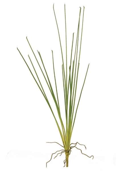 Picture of 33" SMALL CHIVES BUSH