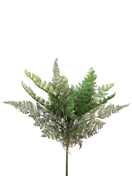 Picture of 12" CEDAR FERN PLANT