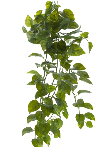 Picture of 48" POTHO BUSH