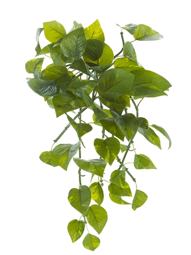 Picture of 22" POTHO BUSH