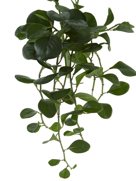 Picture of 24" PEPEROMIA BUSH X12