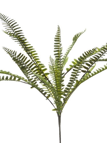 Picture of 20" BOSTON FERN BUSH