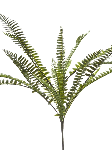 Picture of 20" BOSTON FERN BUSH