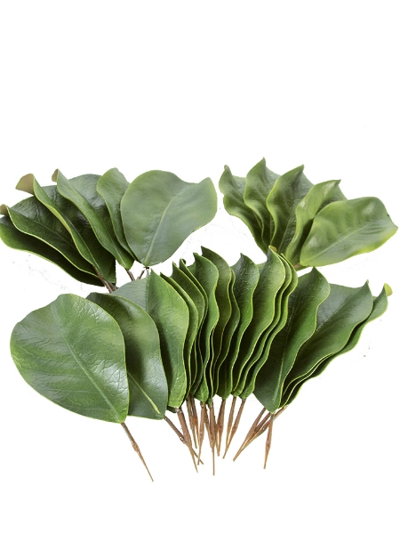 Picture of 8" MAGNOLIA LEAVES X30