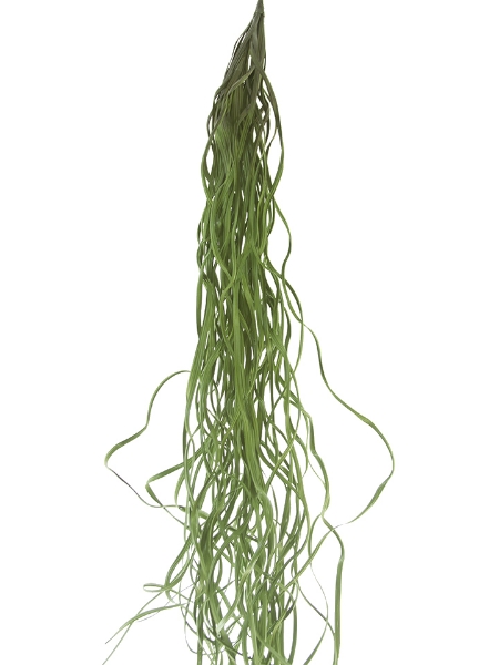 Picture of 50" HANGING SEA GRASS SPRAY