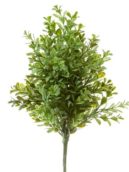 Picture of 19" BOXWOOD BUSH