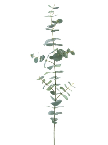 Picture of 37" SPIRAL EUCALYPTUS SPARY