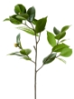 Picture of 27" CAMELLIA LEAF BRANCH W/BUD