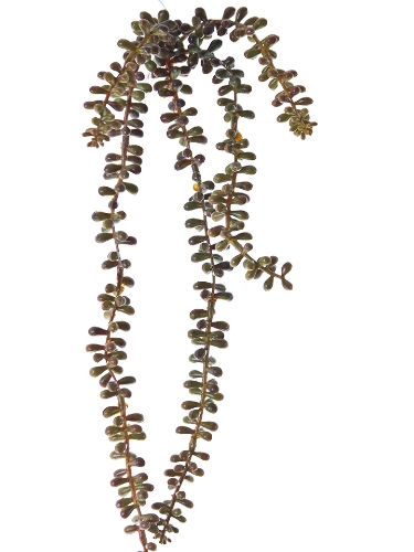 Picture of 23" SEDUM X 5 WITH STEM