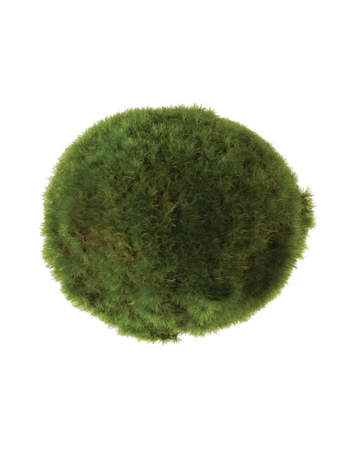 Moss ball что это