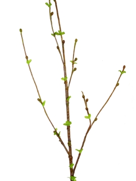 Picture of 48" CURLY WILLOW SPRAY