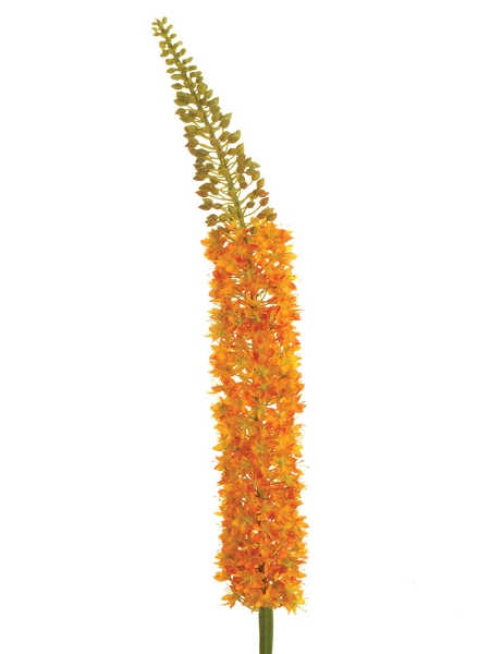 Picture of 55" EREMURUS (FOXTAIL LILY)